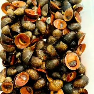 Hình ảnh Ốc dừa luộc muối