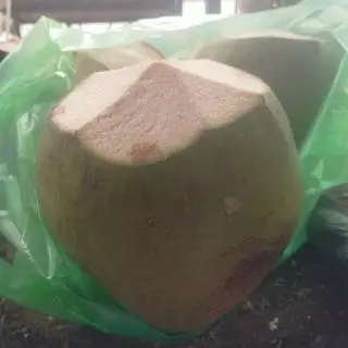 Hình ảnh dừa nguyên quả