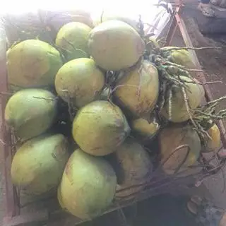 Hình ảnh Dừa Xiêm Bến Tre 1 quả