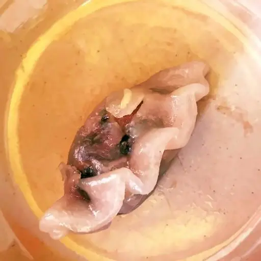 Hình ảnh Há cảo hẹ