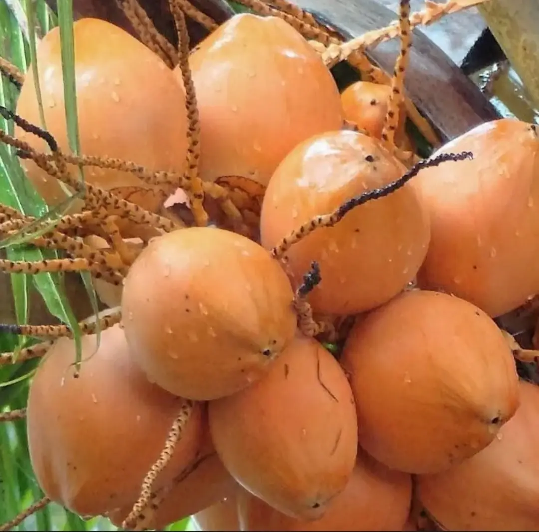Hình ảnh Dừa xiêm  -  1 trái