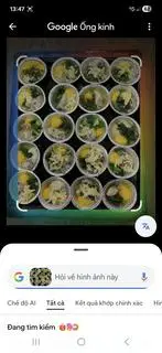 Hình ảnh hau trứng cut mở hành