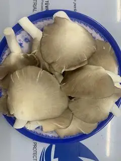 Hình ảnh Nấm Thêm