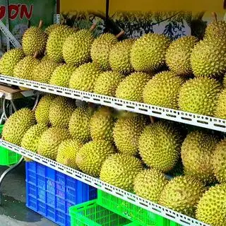 Hình ảnh Sầu riêng trái