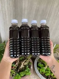 Hình ảnh Nước lá dòi