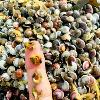 Hình ảnh Ốc ruốc xào xả ớt