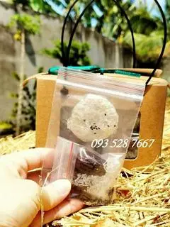 Hình ảnh HỘP 10 VIÊN YẾN BABY 