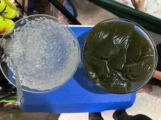 Hình ảnh sương sâm, sương sa
