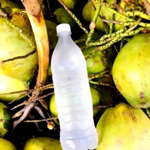 Hình ảnh Nước dừa xiêm nguyên chất chai 500ml
