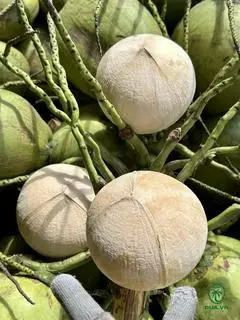 Hình ảnh DỪA XIÊM TRỌC KHÔNG TẨY, Sz trên 600g - siêu to 