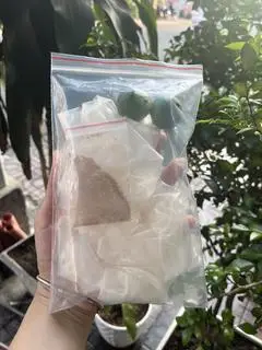 Hình ảnh Bánh Tráng Muối Nhuyễn