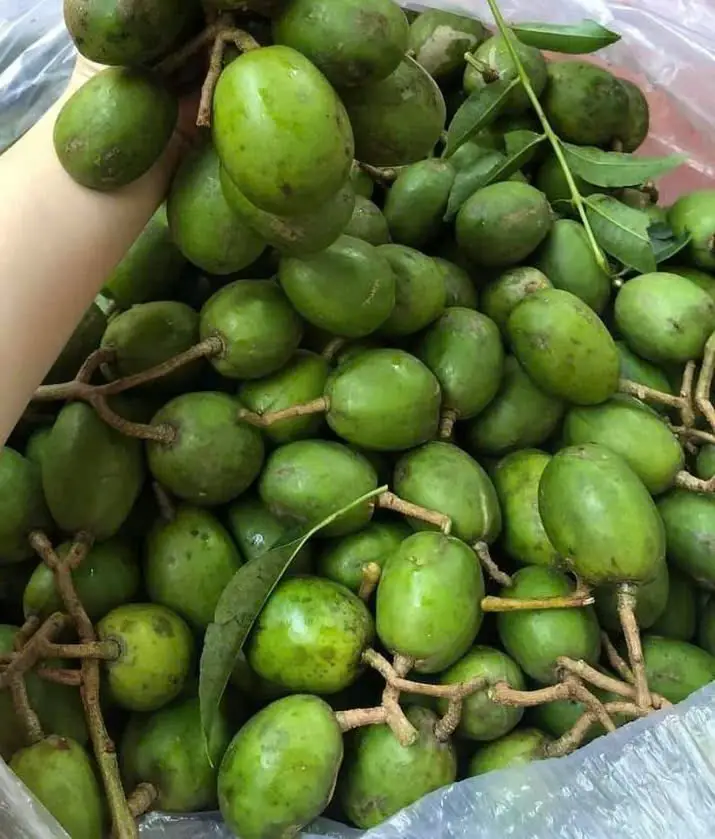 Hình ảnh Cóc non còn vỏ ( 500gr kèm muối )