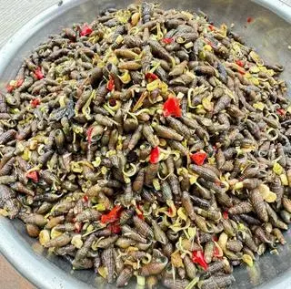 Hình ảnh Ốc Quén 