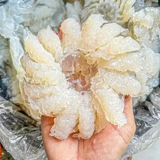 Hình ảnh Sứa chùm bông tuyết XL