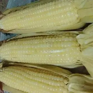 Hình ảnh Ngô nếp