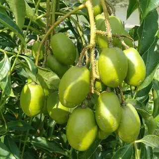 Hình ảnh Nước ép cóc