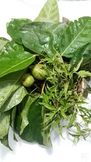 Hình ảnh Lá Sung ,lá Mơ ,quả Sung 1đia
