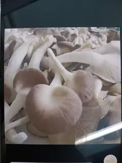 Hình ảnh Nấm thêm