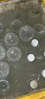 Hình ảnh Dừa chai nhỏ