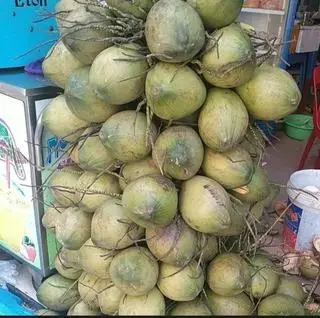 Hình ảnh Dừa xiêm quả loại 1