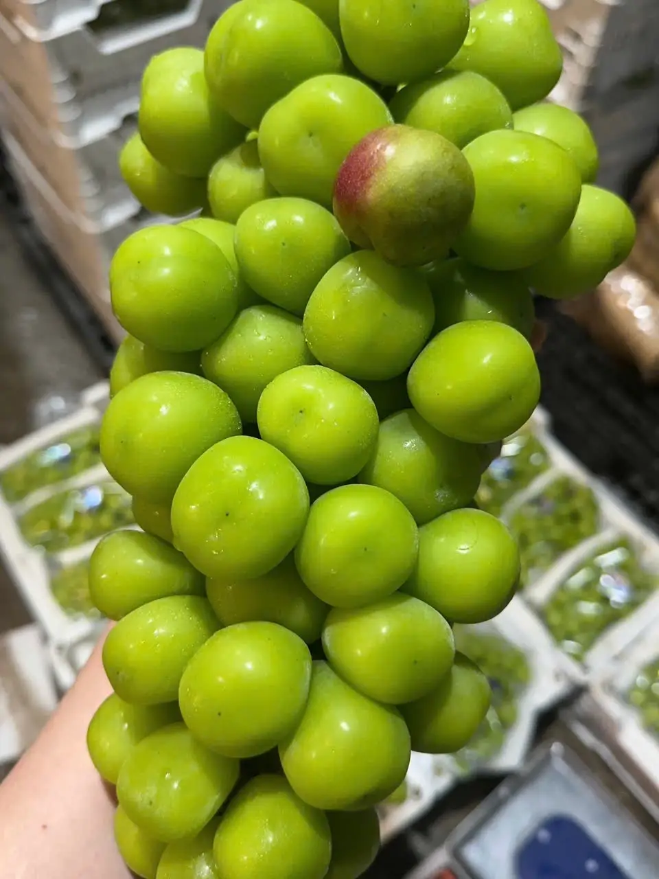 Hình ảnh Hộp Nho Sữa