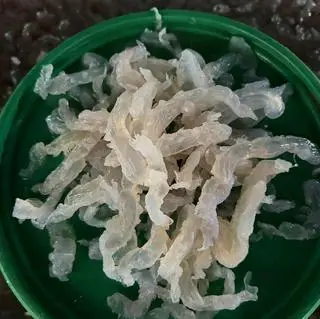 Hình ảnh SỨA SỢI MÍT MẮM NHĨ