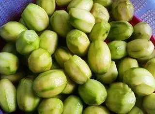 Hình ảnh Cóc bao tử