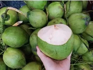 Hình ảnh Trái Dừa 