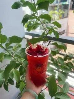 Hình ảnh Trà Atiso đỏ