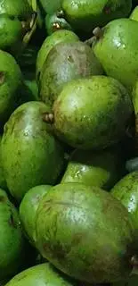 Hình ảnh Cóc non