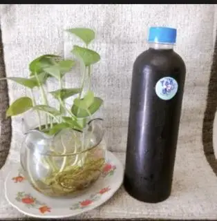 Hình ảnh Nước Mát Tảo Biển