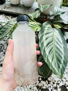 Hình ảnh Nha đam hạt chia