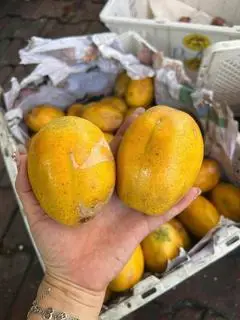 Hình ảnh cóc chín cây