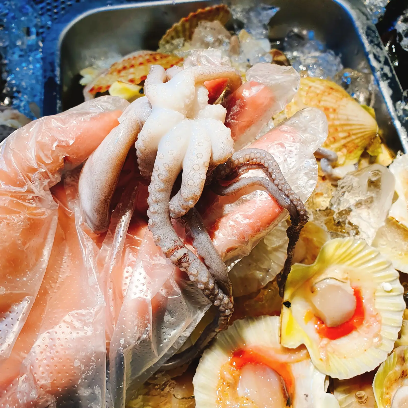 Hình ảnh Bạch tuộc