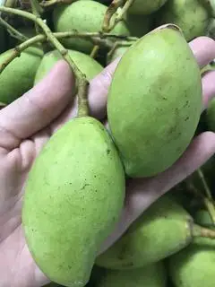 Hình ảnh 0,5kg XOÀI NON CHƯA GỌT ( không mắm, không muối) 
