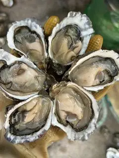 Hình ảnh Hàu sống