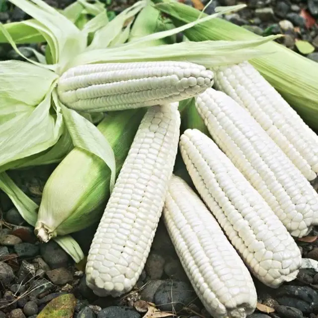 Hình ảnh bắp nếp tươi