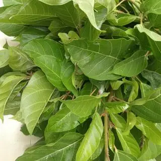 Hình ảnh Lá sung