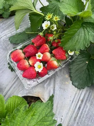 Hình ảnh Kim Thanh Fruits - Huỳnh Tấn Phát