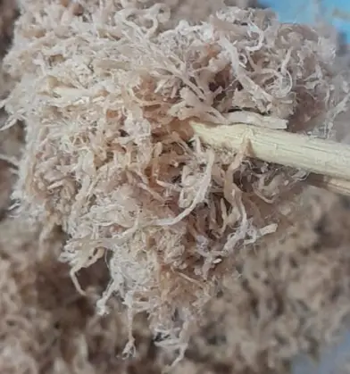 Hình ảnh Ruốc heo