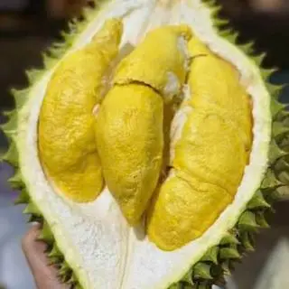 Hình ảnh Cơm sầu riêng ri6 - 0,5kg