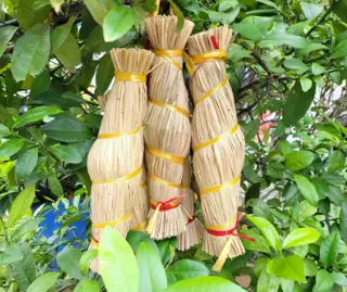 Hình ảnh Tré Rơm Bình Định
