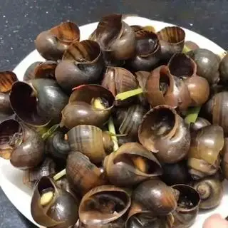 Hình ảnh Ốc bươu hấp sả