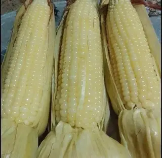 Hình ảnh Bắp nếp luộc