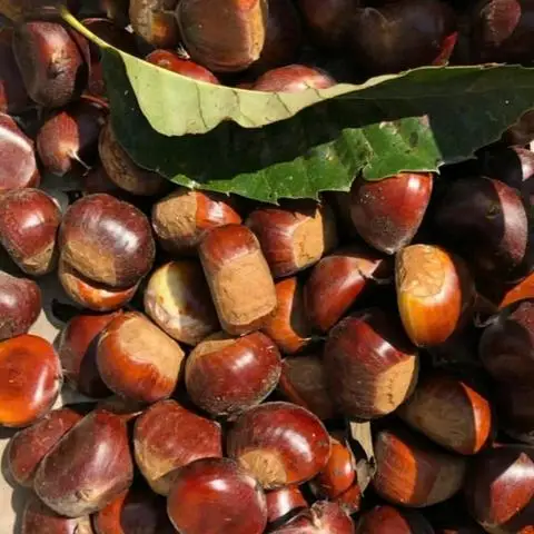 Hình ảnh Hạt Dẻ Ông Lý - Võ Trường Toản