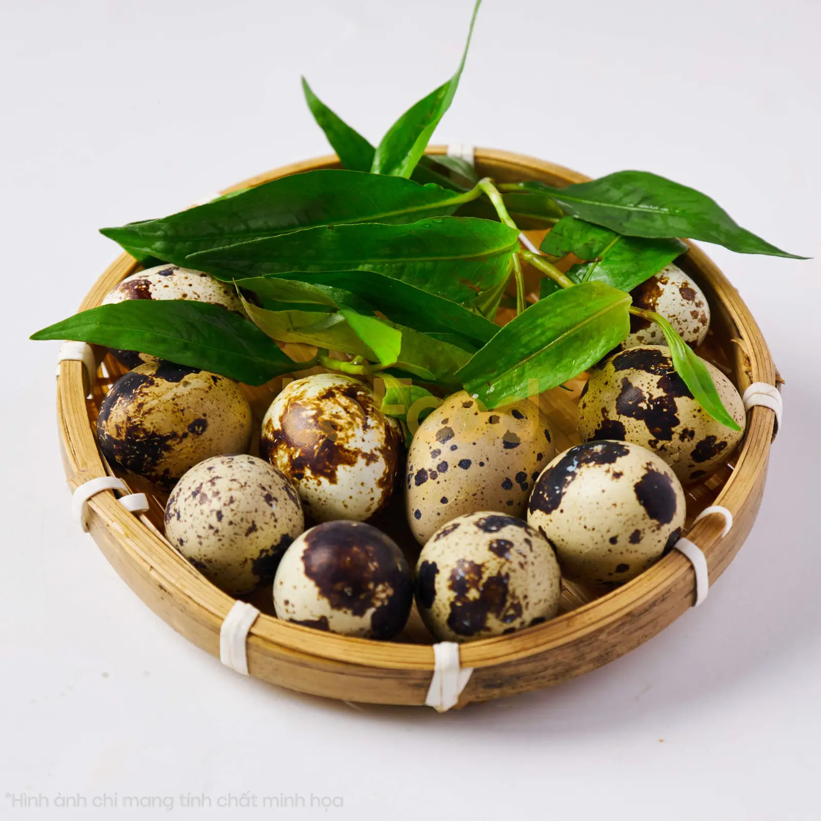 Hình ảnh Cút lộn