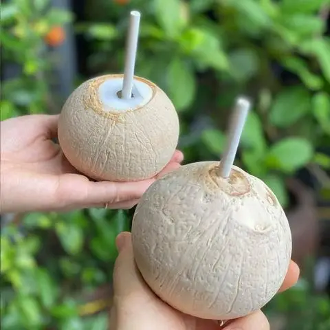 Hình ảnh Dừa Ngọt Mã Lai( Đa Trang) 374 - Tên Lửa