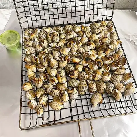 Hình ảnh Ốc Đảo - Đường Số 1