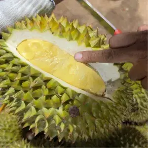 Hình ảnh Ri6 chín cây giá dùng thử
