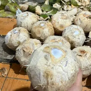 Hình ảnh Dừa xiêm gọt vỏ